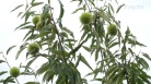 Agricoltura: Zannier, produzione castagne risorsa per Valli ...